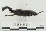 中文名:鹿角鍬形蟲(1282-26431)學名:Rhaetulus crenatus crenatus Westwood, 1871(1282-26431)