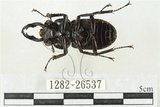 中文名:鹿角鍬形蟲(1282-26537)學名:Rhaetulus crenatus crenatus Westwood, 1871(1282-26537)