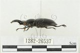 中文名:鹿角鍬形蟲(1282-26537)學名:Rhaetulus crenatus crenatus Westwood, 1871(1282-26537)