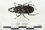 中文名:鹿角鍬形蟲(1282-26387)學名:Rhaetulus crenatus crenatus Westwood, 1871(1282-26387)