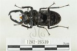 中文名:鹿角鍬形蟲(1282-26539)學名:Rhaetulus crenatus crenatus Westwood, 1871(1282-26539)