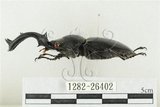 中文名:鹿角鍬形蟲(1282-26402)學名:Rhaetulus crenatus crenatus Westwood, 1871(1282-26402)