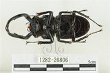 中文名:鹿角鍬形蟲(1282-26806)學名:Rhaetulus crenatus crenatus Westwood, 1871(1282-26806)