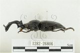 中文名:鹿角鍬形蟲(1282-26806)學名:Rhaetulus crenatus crenatus Westwood, 1871(1282-26806)