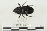 中文名:鹿角鍬形蟲(1282-26078)學名:Rhaetulus crenatus crenatus Westwood, 1871(1282-26078)