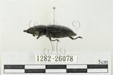 中文名:鹿角鍬形蟲(1282-26078)學名:Rhaetulus crenatus crenatus Westwood, 1871(1282-26078)