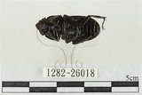 中文名:鹿角鍬形蟲(1282-26018)學名:Rhaetulus crenatus crenatus Westwood, 1871(1282-26018)