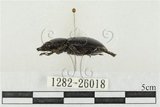 中文名:鹿角鍬形蟲(1282-26018)學名:Rhaetulus crenatus crenatus Westwood, 1871(1282-26018)