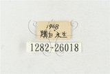 中文名:鹿角鍬形蟲(1282-26018)學名:Rhaetulus crenatus crenatus Westwood, 1871(1282-26018)