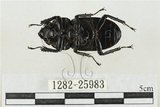 中文名:鹿角鍬形蟲(1282-25983)學名:Rhaetulus crenatus crenatus Westwood, 1871(1282-25983)