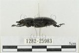 中文名:鹿角鍬形蟲(1282-25983)學名:Rhaetulus crenatus crenatus Westwood, 1871(1282-25983)