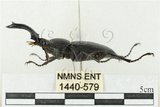 中文名:鹿角鍬形蟲(1440-579)學名:Rhaetulus crenatus crenatus Westwood, 1871(1440-579)