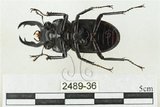 中文名:鹿角鍬形蟲(2489-36)學名:Rhaetulus crenatus crenatus Westwood, 1871(2489-36)