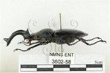 中文名:鹿角鍬形蟲(3602-58)學名:Rhaetulus crenatus crenatus Westwood, 1871(3602-58)