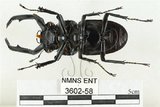 中文名:鹿角鍬形蟲(3602-58)學名:Rhaetulus crenatus crenatus Westwood, 1871(3602-58)