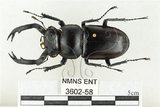 中文名:鹿角鍬形蟲(3602-58)學名:Rhaetulus crenatus crenatus Westwood, 1871(3602-58)