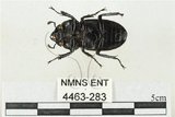 中文名:鹿角鍬形蟲(4463-283)學名:Rhaetulus crenatus crenatus Westwood, 1871(4463-283)