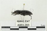 中文名:鹿角鍬形蟲(4463-283)學名:Rhaetulus crenatus crenatus Westwood, 1871(4463-283)