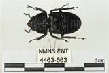 中文名:鹿角鍬形蟲(4463-563)學名:Rhaetulus crenatus crenatus Westwood, 1871(4463-563)