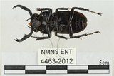 中文名:鹿角鍬形蟲(4463-2012)學名:Rhaetulus crenatus crenatus Westwood, 1871(4463-2012)