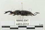 中文名:鹿角鍬形蟲(4463-2012)學名:Rhaetulus crenatus crenatus Westwood, 1871(4463-2012)