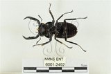 中文名:鹿角鍬形蟲(6001-2492)學名:Rhaetulus crenatus crenatus Westwood, 1871(6001-2492)