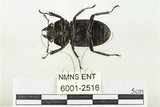 中文名:鹿角鍬形蟲(6001-2516)學名:Rhaetulus crenatus crenatus Westwood, 1871(6001-2516)