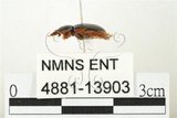 中文名:緣邊駝金龜(4881-13903)學名:Phaeochrous emarginatus emarginatus Laporte de Castelnau, 1840(4881-13903)