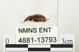 中文名:緣邊駝金龜(4881-13793)學名:Phaeochrous emarginatus emarginatus Laporte de Castelnau, 1840(4881-13793)