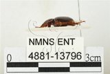 中文名:緣邊駝金龜(4881-13796)學名:Phaeochrous emarginatus emarginatus Laporte de Castelnau, 1840(4881-13796)