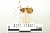 中文名:臺灣長翅花甲(1282-42440)學名:Dascillus taiwanus Nakane, 1995(1282-42440)