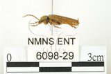 中文名:臺灣長翅花甲(6098-29)學名:Dascillus taiwanus Nakane, 1995(6098-29)