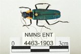 中文名:大麗菊虎(4463-1903)學名:Themus (Haplothemus) explanaticollis (Pic, 1917)(4463-1903)