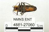 中文名:大麗菊虎(4881-27060)學名:Themus (Haplothemus) explanaticollis (Pic, 1917)(4881-27060)