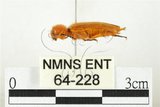 中文名:黃球胸叩頭蟲(64-228)學名:Hemiops flava Laporte de Castelnau, 1838(64-228)