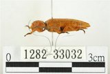 中文名:黃球胸叩頭蟲(1282-33032)學名:Hemiops flava Laporte de Castelnau, 1838(1282-33032)