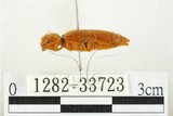 中文名:黃球胸叩頭蟲(1282-33723)學名:Hemiops flava Laporte de Castelnau, 1838(1282-33723)