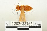中文名:黃球胸叩頭蟲(1282-33765)學名:Hemiops flava Laporte de Castelnau, 1838(1282-33765)
