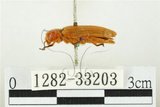 中文名:黃球胸叩頭蟲(1282-33203)學名:Hemiops flava Laporte de Castelnau, 1838(1282-33203)