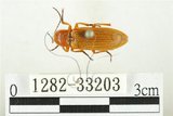 中文名:黃球胸叩頭蟲(1282-33203)學名:Hemiops flava Laporte de Castelnau, 1838(1282-33203)