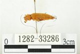 中文名:黃球胸叩頭蟲(1282-33286)學名:Hemiops flava Laporte de Castelnau, 1838(1282-33286)