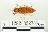 中文名:黃球胸叩頭蟲(1282-33270)學名:Hemiops flava Laporte de Castelnau, 1838(1282-33270)