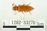 中文名:黃球胸叩頭蟲(1282-33270)學名:Hemiops flava Laporte de Castelnau, 1838(1282-33270)