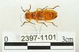 中文名:黃球胸叩頭蟲(2397-1101)學名:Hemiops flava Laporte de Castelnau, 1838(2397-1101)