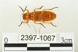 中文名:黃球胸叩頭蟲(2397-1067)學名:Hemiops flava Laporte de Castelnau, 1838(2397-1067)