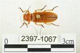 中文名:黃球胸叩頭蟲(2397-1067)學名:Hemiops flava Laporte de Castelnau, 1838(2397-1067)