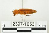 中文名:黃球胸叩頭蟲(2397-1053)學名:Hemiops flava Laporte de Castelnau, 1838(2397-1053)