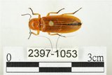 中文名:黃球胸叩頭蟲(2397-1053)學名:Hemiops flava Laporte de Castelnau, 1838(2397-1053)