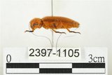 中文名:黃球胸叩頭蟲(2397-1105)學名:Hemiops flava Laporte de Castelnau, 1838(2397-1105)