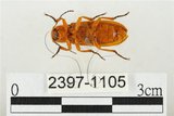 中文名:黃球胸叩頭蟲(2397-1105)學名:Hemiops flava Laporte de Castelnau, 1838(2397-1105)